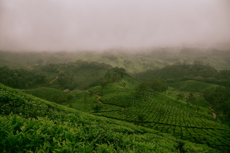 Rolling green tea plantations on hillsides under a thick layer of low fog