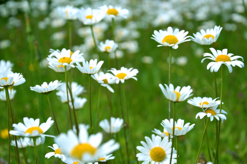 Common daisy flowers on grass field