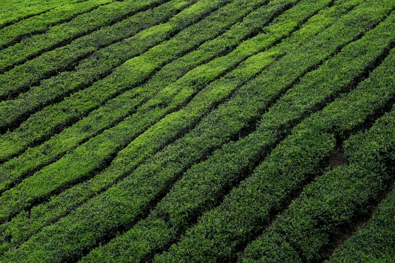 Rows of vibrant green tea bushes planted along a sloping hillside