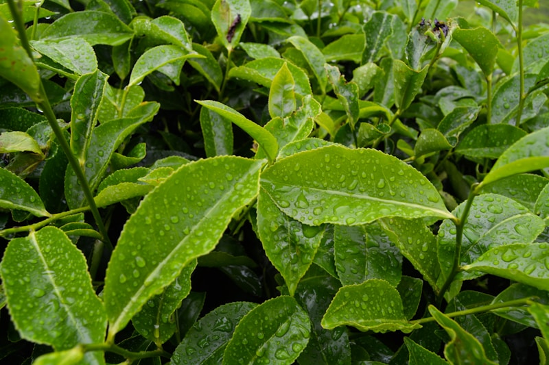 Green leaves with water droplets