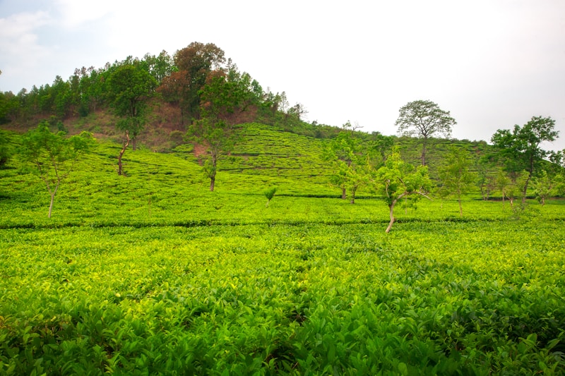 Lush green tea plantation on a hillside